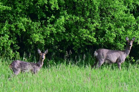 Twee herten in groen gras met dichte bosrijke achtergrond.