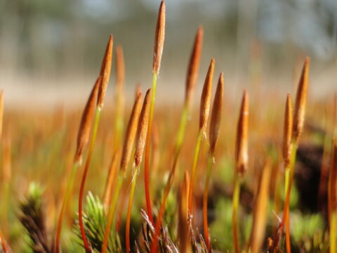 Close-up van bruine mossporenkapsels met groene stelen in een wazige natuurlijke achtergrond.