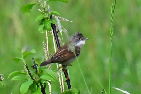 Een kleine vogel zit op een tak in een groene omgeving.
