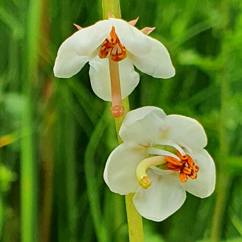 Twee witte bloemen met oranje meeldraden tegen een groene, natuurlijke achtergrond.