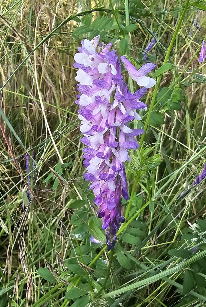 Paarse wilde bloem groeit tussen hoog gras en groene bladeren.