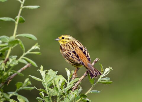 Gele vogel zittend op een tak met groene bladeren, tegen een wazige achtergrond.