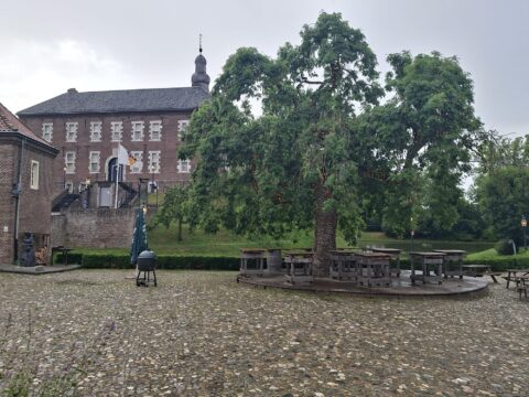 Een geplaveid plein met tafels onder een grote boom, voor een historisch gebouw met trappen.