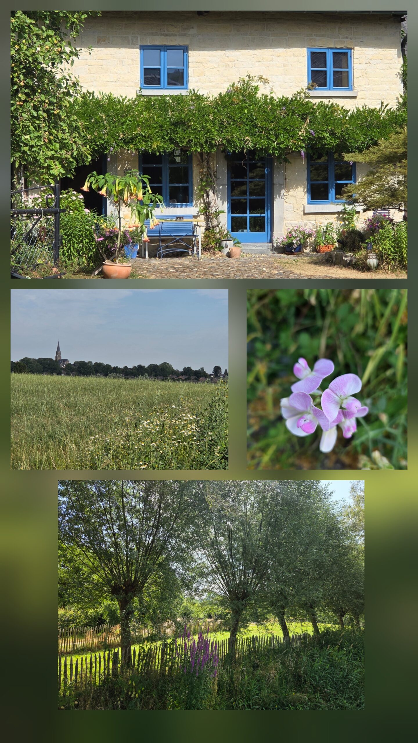 Een stenen huis met blauwe ramen, een veld, paarse bloemen en wilgenbomen.