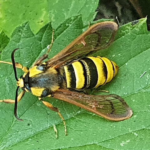 Insect met zwart-gele strepen en doorzichtige vleugels op groen blad.