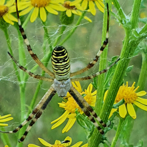 Een gestreepte spin op een web tussen gele bloemen, omringd door groen.