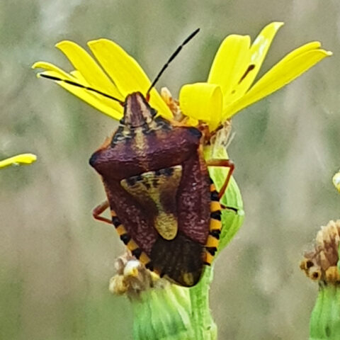 Bruine wants op gele bloem, met gestreepte poten en gevlekte rug, in een natuurlijke setting.