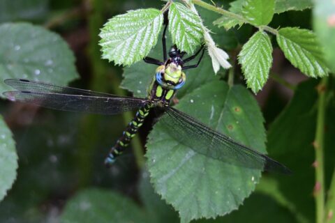 Libelle op groen blad met gedetailleerde vleugels en kleurrijk lijf.