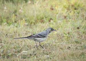 Kleine grijze vogel loopt over grasveld. Vegetatie op achtergrond.