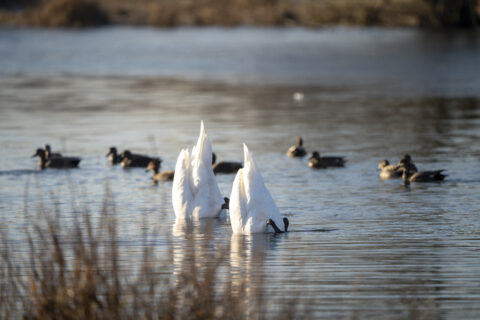 Twee witte zwanen met hun kop onder water, omringd door eenden op een rustige vijver.