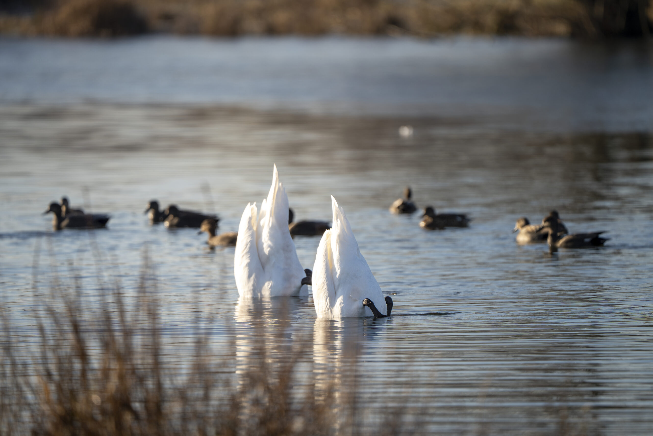 Twee witte zwanen met hun kop onder water, omringd door eenden op een rustige vijver.