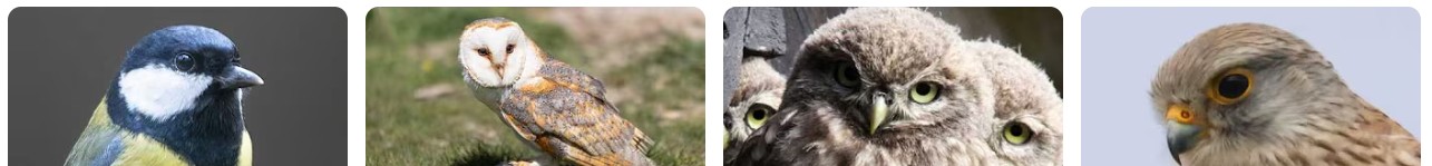 Vier vogels: een koolmees, een kerkuil, twee jonge uilen en een torenvalk.