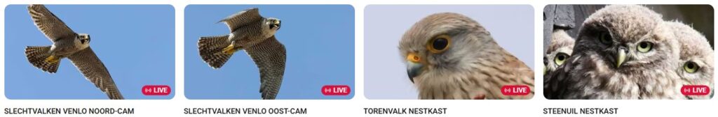 Vier live videofeeds van roofvogels: twee slechtvalken in vlucht, een torenvalk en een steenuil in nest.