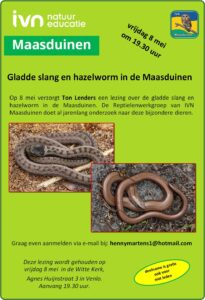 Flyer over een lezing over de gladde slang en hazelworm in de Maasduinen, 8 mei, 19:30 uur.