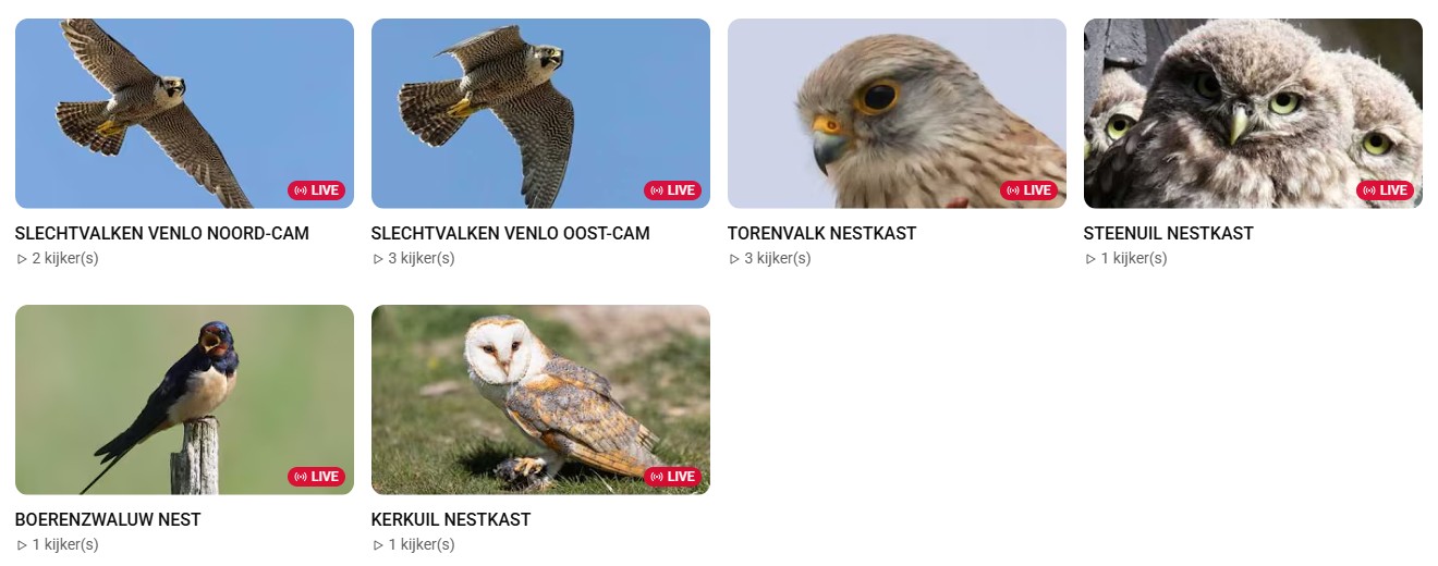 Zes live camerabeelden van vogels, waaronder slechtvalken, torenvalk, steenuil en barnsteen.