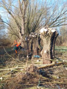 Twee personen snoeien bomen in een bos, met afgehakte takken op de grond.