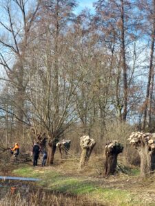 Mensen snoeien knotwilgen langs een sloot op een zonnige winterdag.