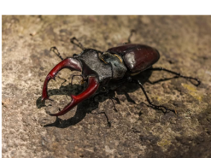 Kever met grote kaken op een ruwe, steenachtige ondergrond in zonlicht.