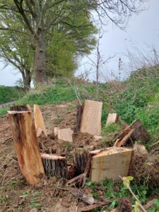 Eikenhouten schaaldelen in een broedstoof voor het Vliegend Hert.