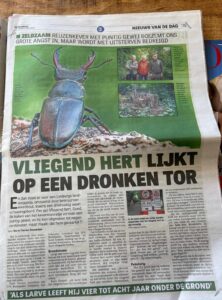 Krantenartikel over een zeldzame vliegende hertkever met grote kaken en foto's van natuurbeschermers.