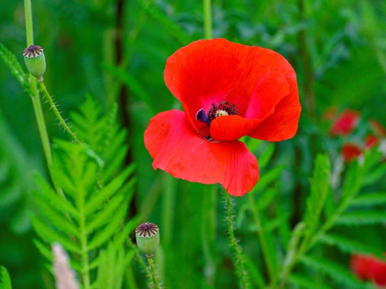 Werkgroep planten
