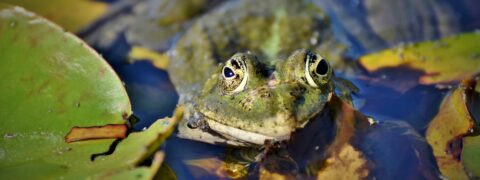 Scheppen naar waterbeestjes, 18-07-2021