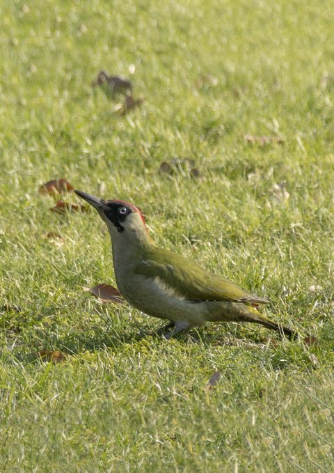 Wandeling Koekoekbos en Villawijk