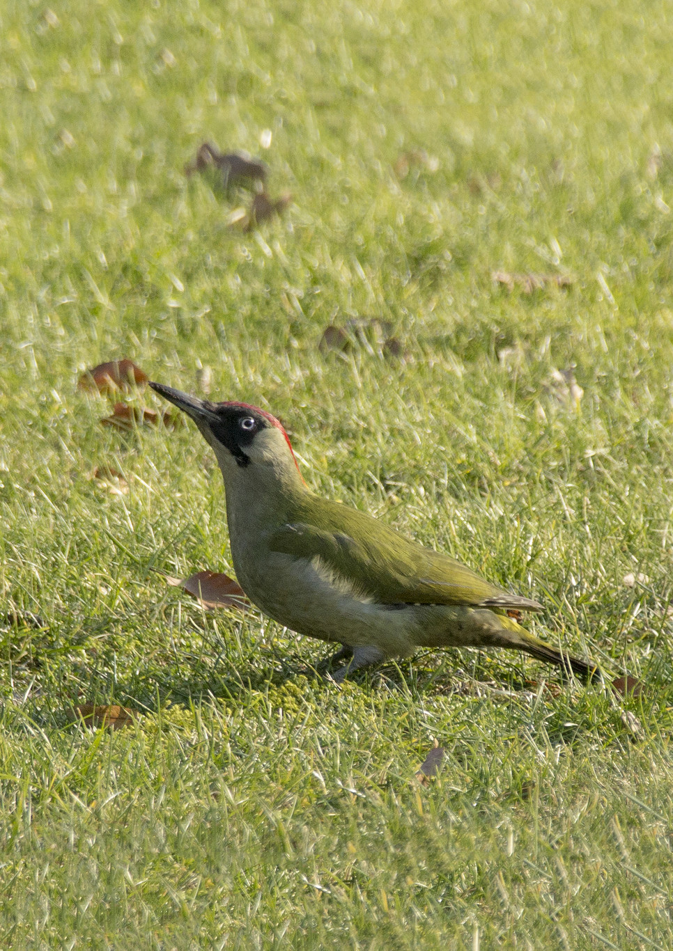 Wandeling Koekoekbos en Villawijk