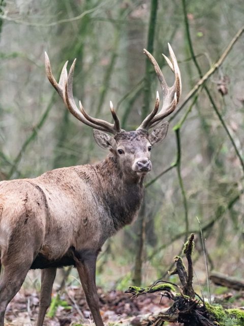 Laarzenwandeling De Pailjaart