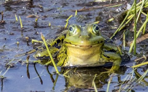 Vennenwandeling Nieuwe Heide, 22-08-2021