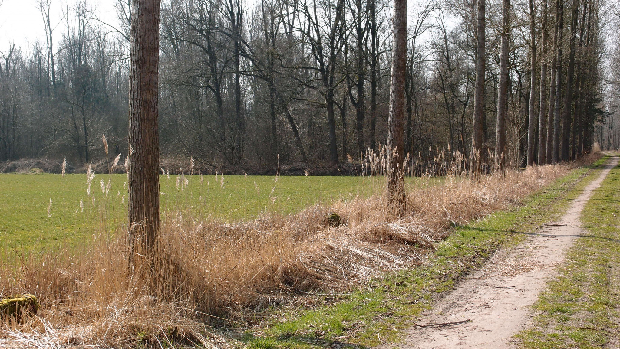 Populierenwandeling Vleutse Broek