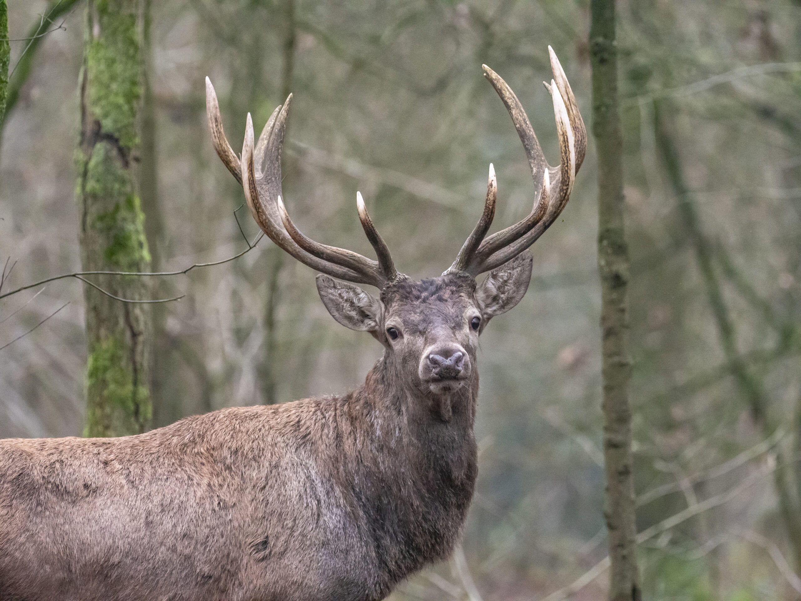 Een edelhert met indrukwekkend gewei in een bosrijke omgeving.