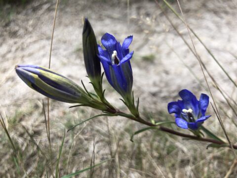 Twee paarse bloemen en een knop in een grijze, zanderige omgeving.