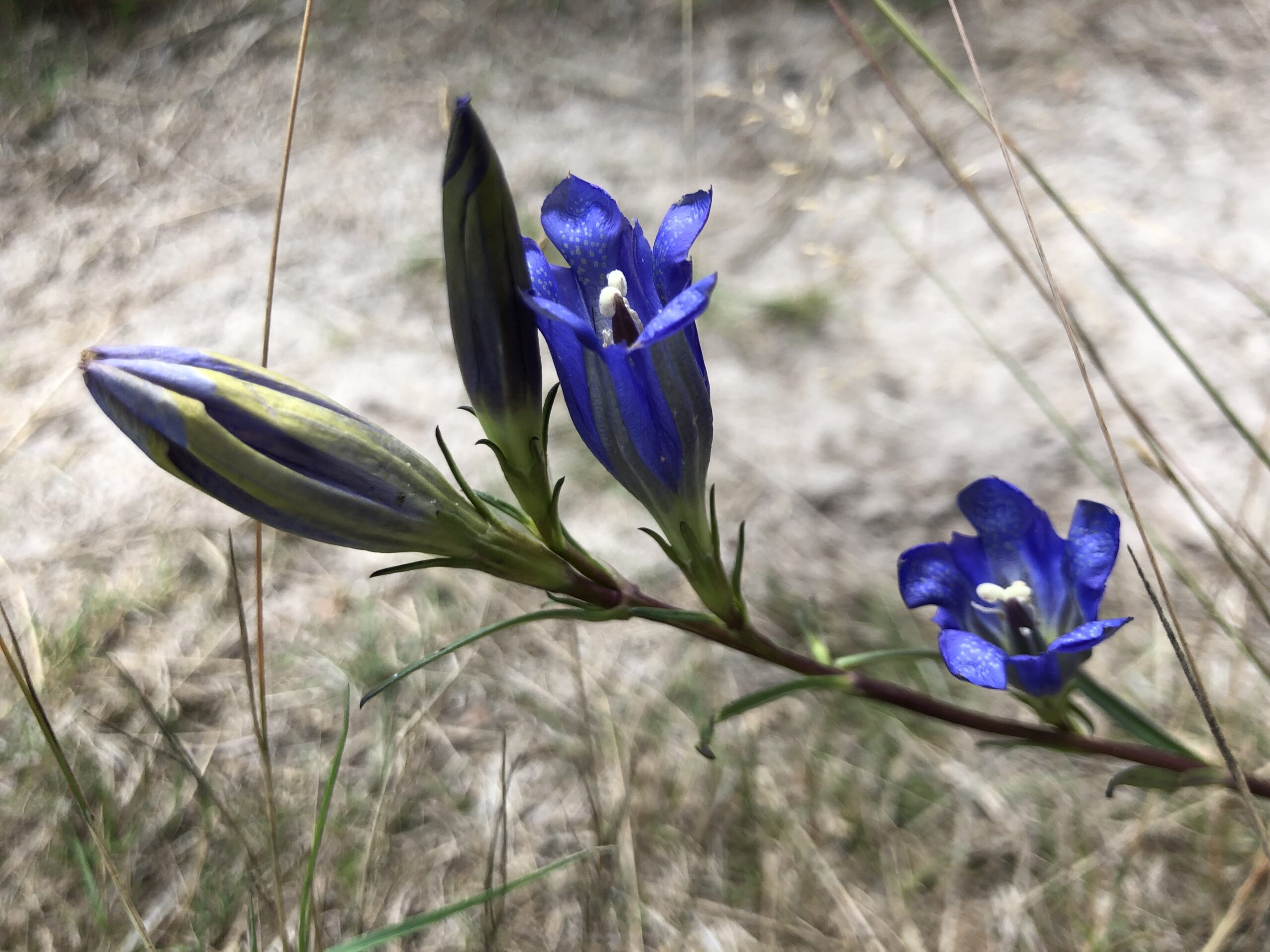 Twee paarse bloemen en een knop in een grijze, zanderige omgeving.