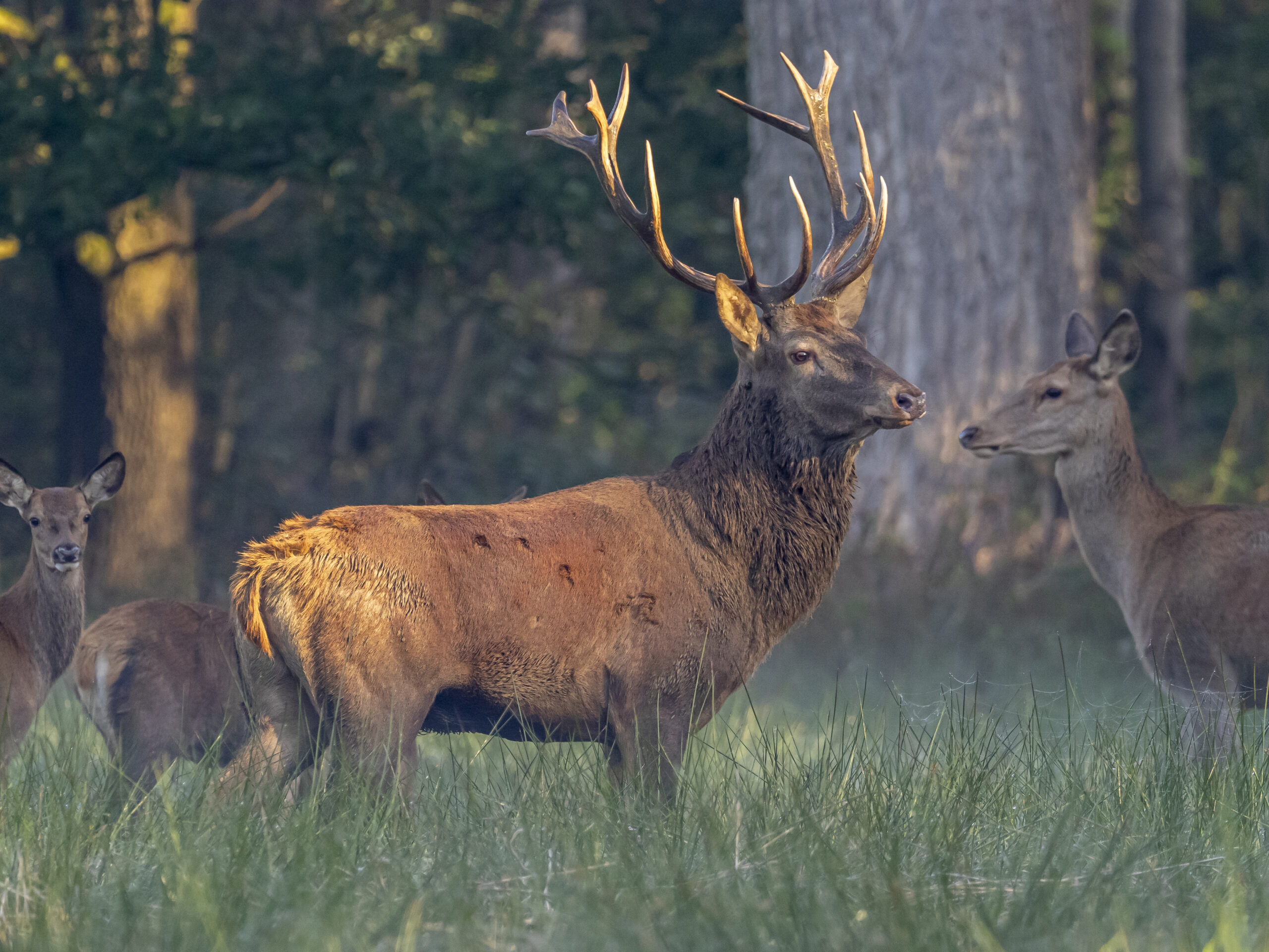 Edelhert met groot gewei en drie hinden in een groene bosomgeving.