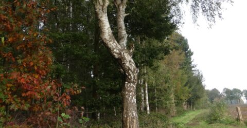 Kromme witte berk langs een groen bospad, omgeven door bomen met herfstkleurig blad.