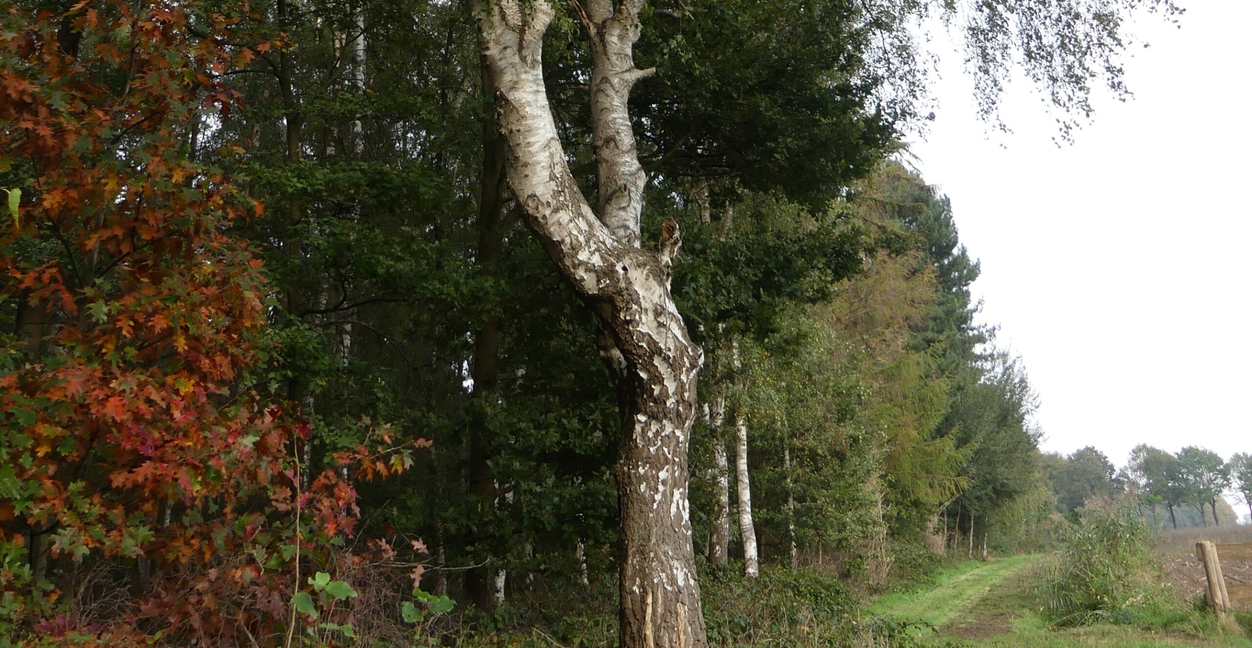 Kromme witte berk langs een groen bospad, omgeven door bomen met herfstkleurig blad.