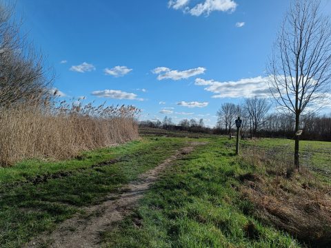 Graspad door een open veld met riet en bomen onder een blauwe lucht met wolken.
