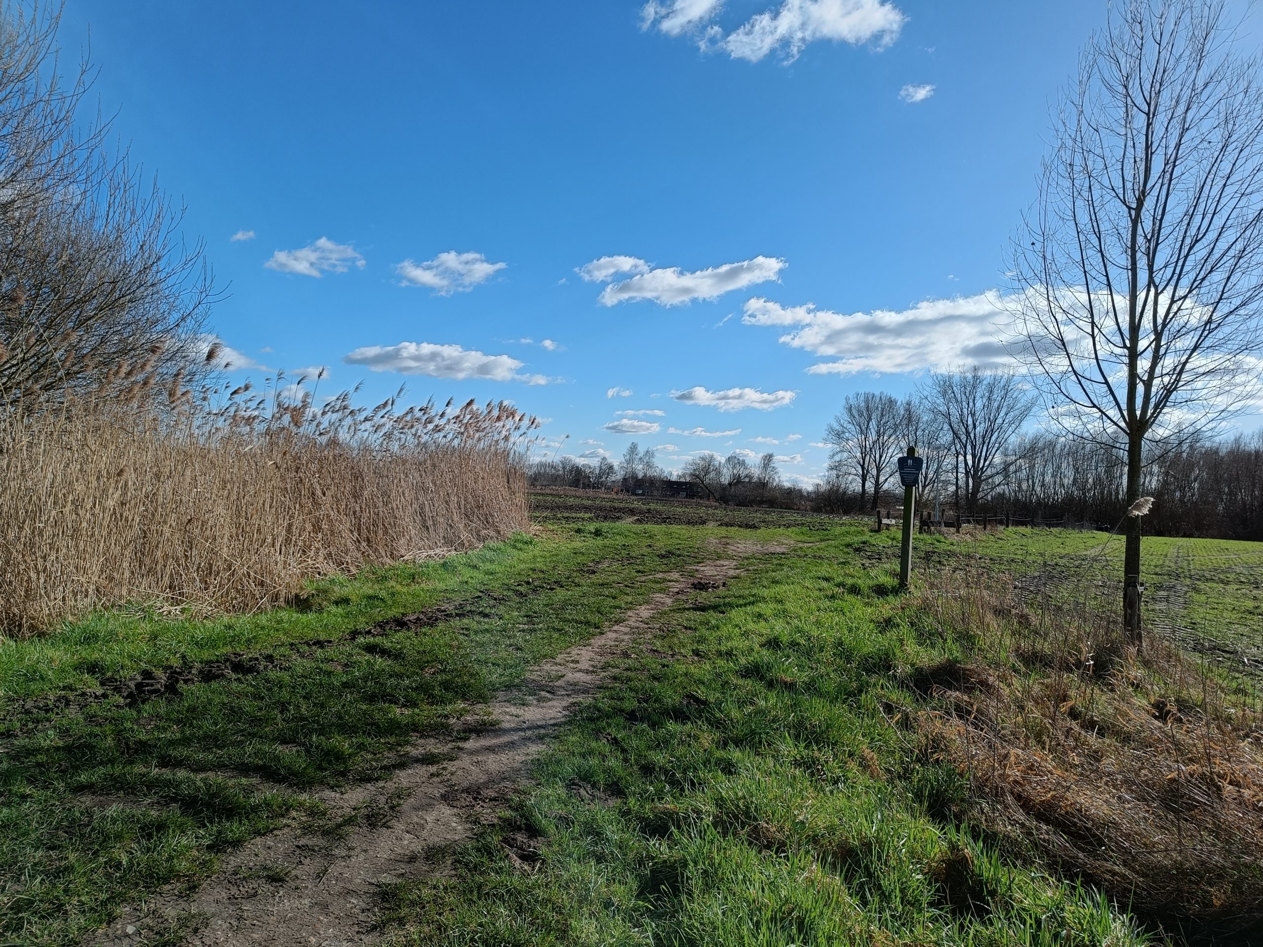 Graspad door een open veld met riet en bomen onder een blauwe lucht met wolken.