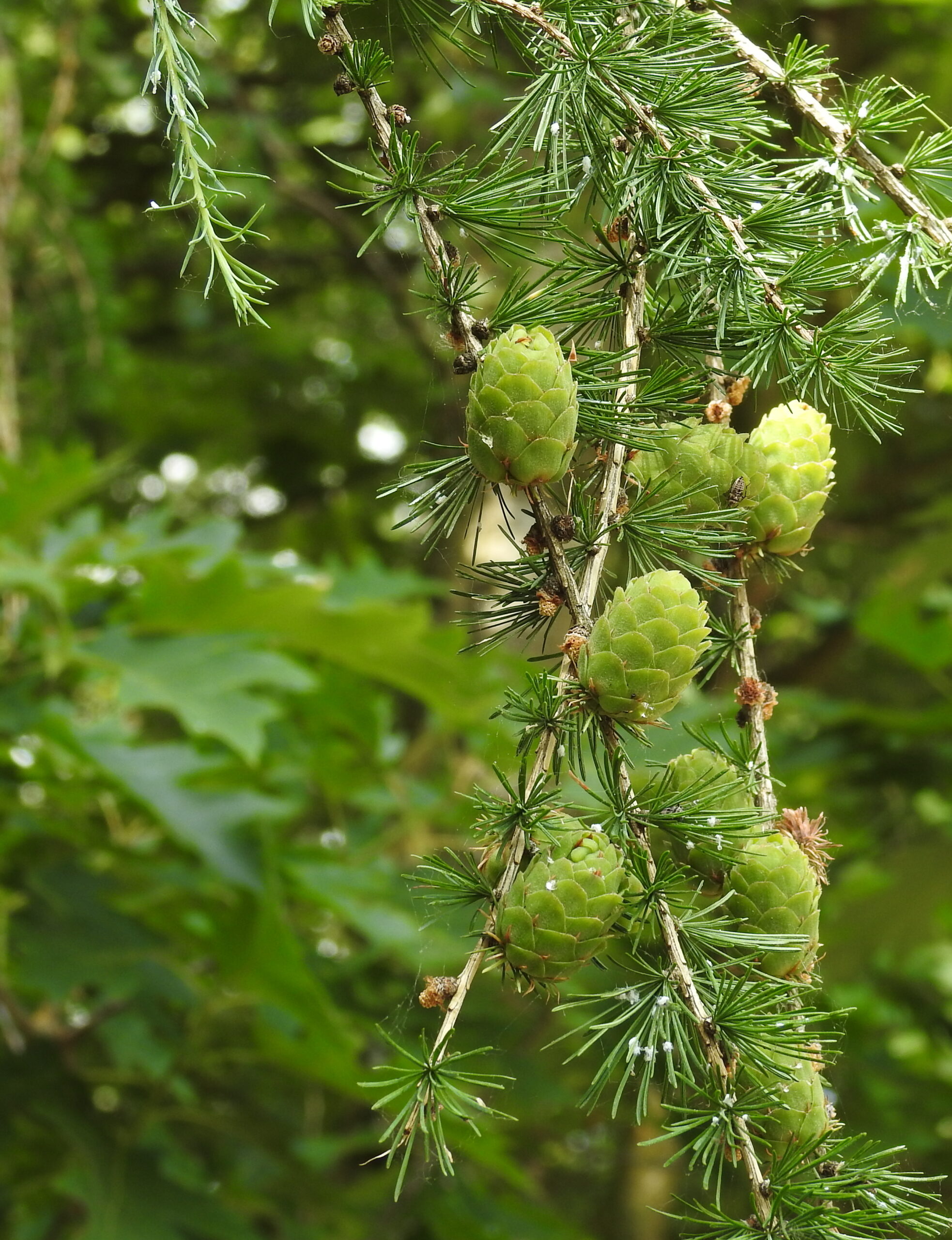 Groene dennenappels en naalden aan een tak, omgeven door onscherp groen bladerdak.