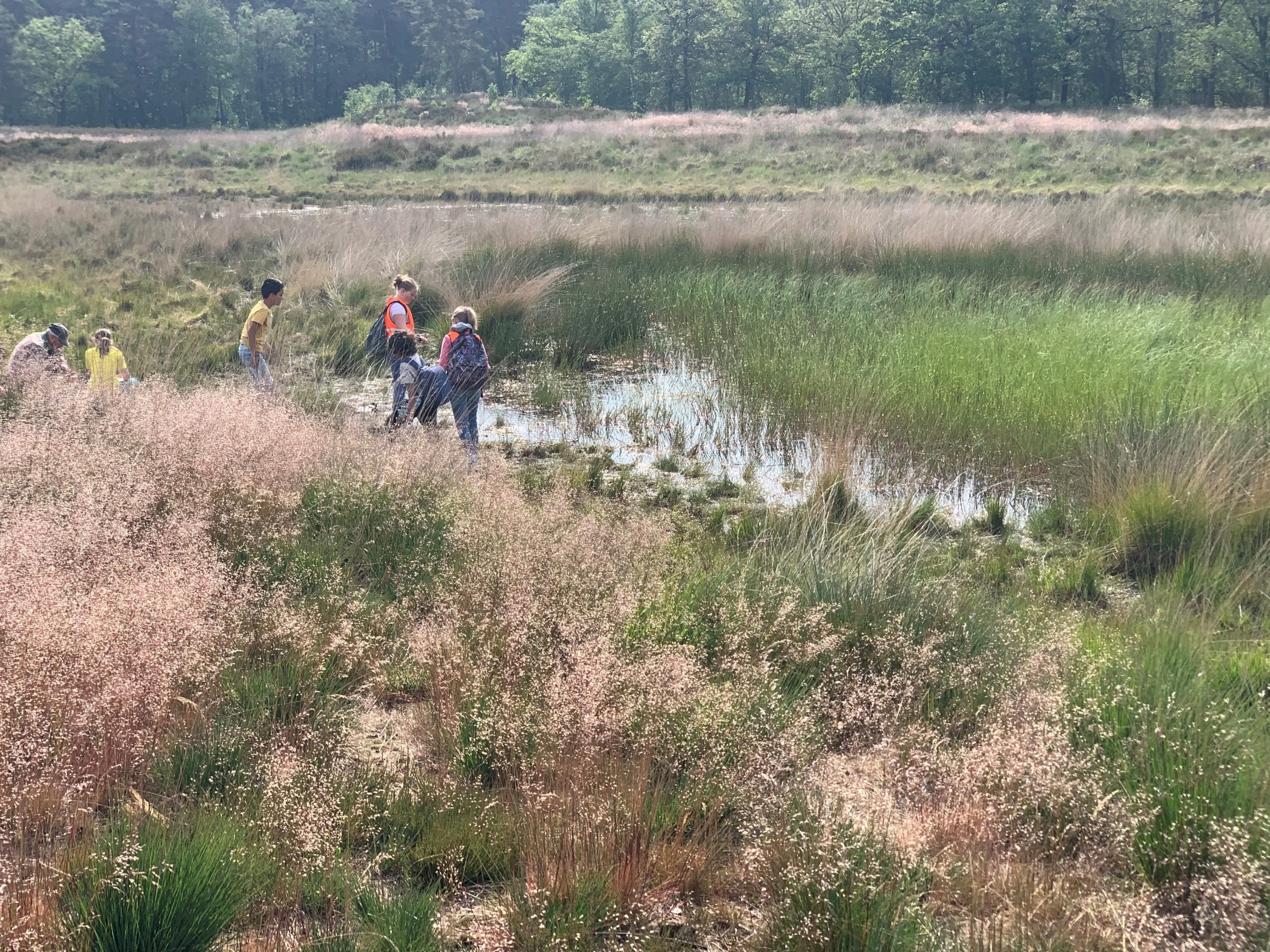 Een groep mensen verkent een moerassig natuurgebied met gras en plassen water.