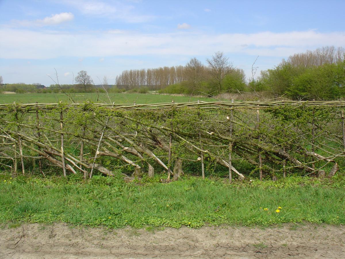 Een gevlochten heg met groene bladeren in een landelijke omgeving.