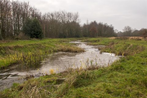 Kronkelende beek door grasland met kale bomen op de achtergrond.