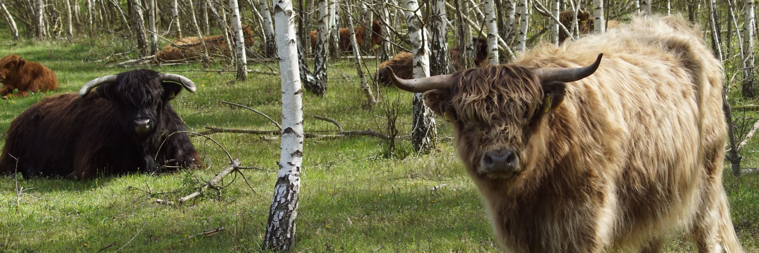 Schotse hooglanders in een bosrijke omgeving, omgeven door berkenbomen.