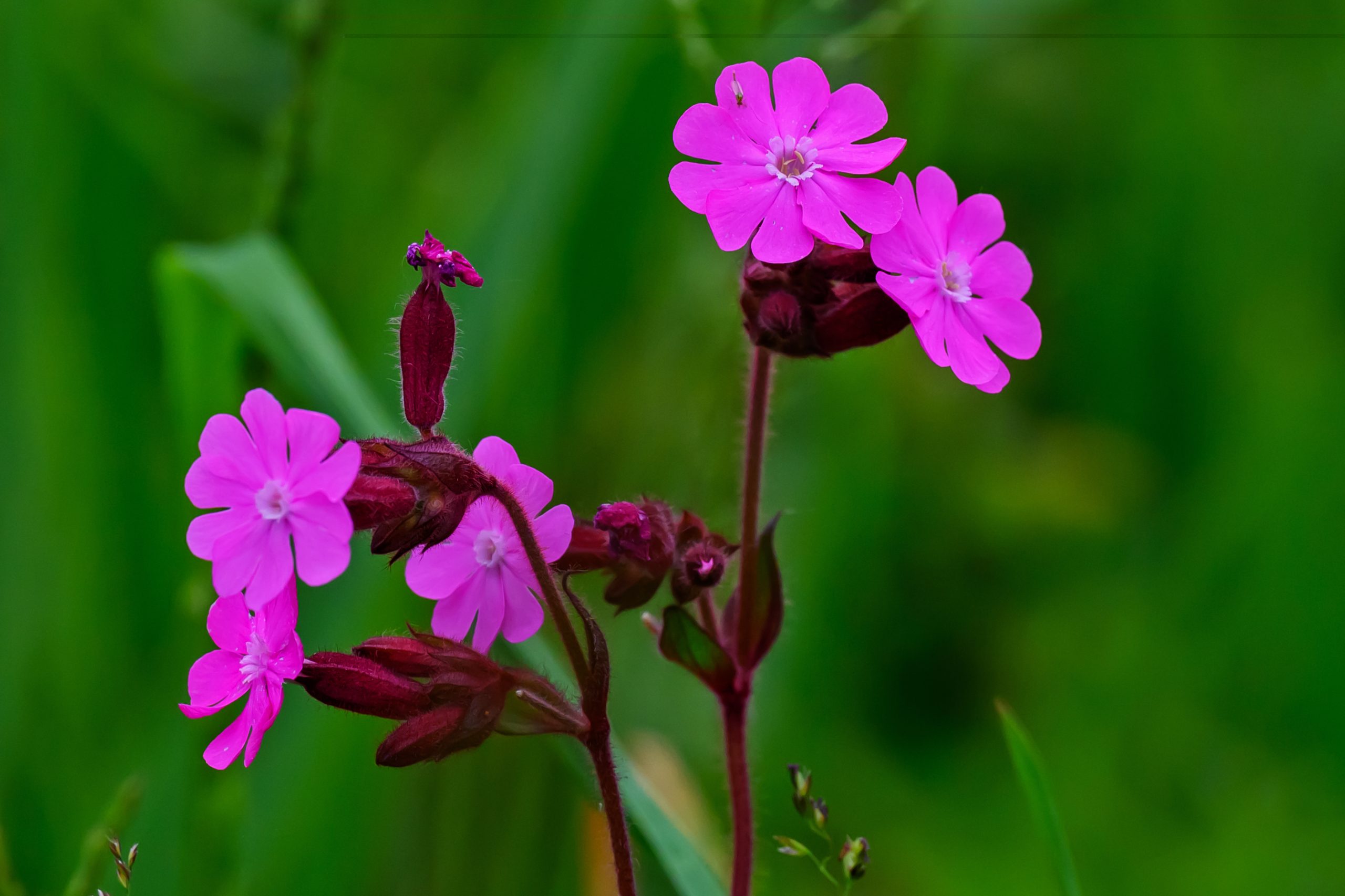 Felroze bloemen met groene achtergrond en macrodetails.
