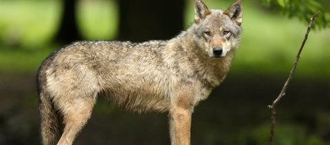 Een wolf in een bos kijkt naar de camera, met bomen en groen op de achtergrond.