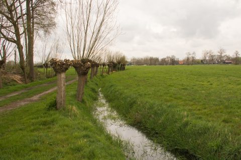 Rij geknotte bomen langs een sloot, omgeven door een groen grasveld onder een bewolkte hemel.