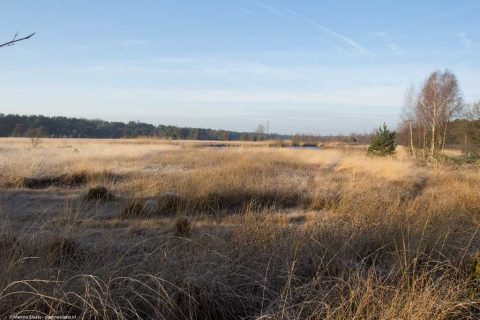 Veld met hoog gras en bomen aan de horizon onder een blauwe hemel.
