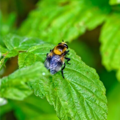 Bij op een groen blad zit een vlieg met een geelbruine rug en doorschijnende vleugels.