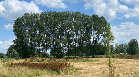 Rij hoge bomen op veld onder blauwe lucht met wolken, elektriciteitsmast links zichtbaar.